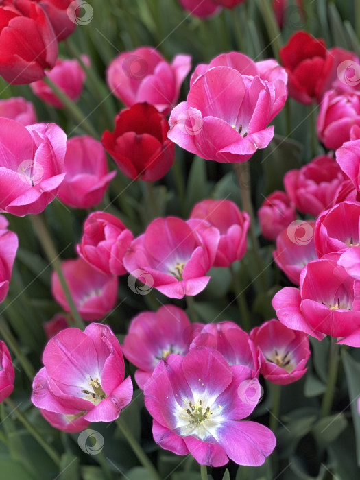 Скачать Розовые тюльпаны, цветущие среди зелени, с несколькими красными соцветиями на ярком фоне весеннего сада фотосток Ozero