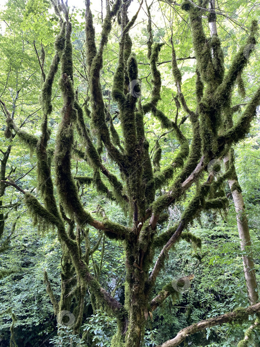 Скачать Покрытые мхом ветви деревьев в пышном зеленом лесу создают естественный фон с безмятежной атмосферой фотосток Ozero