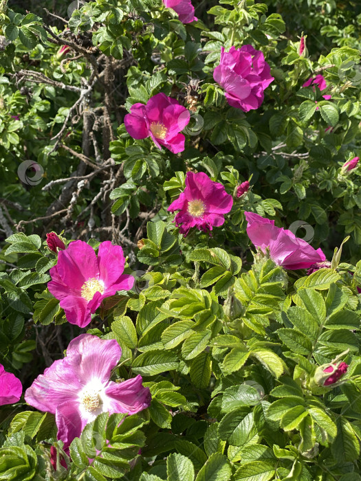 Скачать Розовые дикие розы в пышной зеленой листве нежатся под солнечным светом, создавая идеальную природную фоновую сцену фотосток Ozero