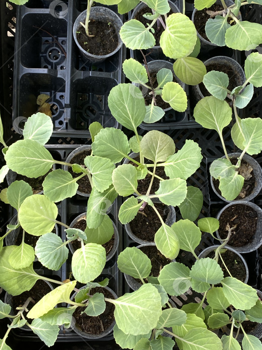 Скачать Вид сверху на молодые растения капусты в горшках для садоводства на заднем плане фотосток Ozero