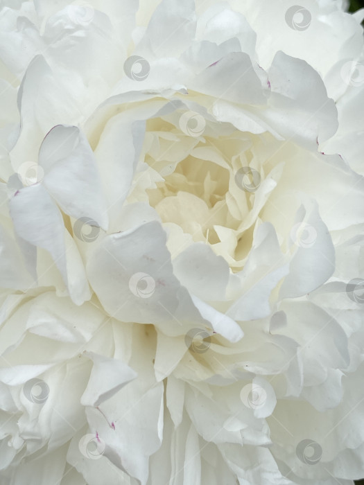 Скачать Крупный план цветка белого пиона, демонстрирующего нежные лепестки и естественную красоту фотосток Ozero