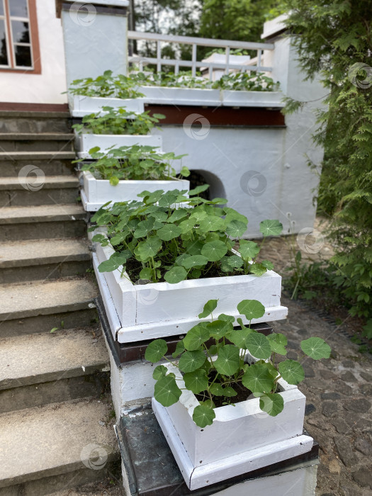 Скачать Растения в белых кашпо на каменной лестнице на открытом воздухе, идеально подходящие для озеленения или ландшафтного дизайна на заднем плане фотосток Ozero