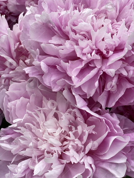 Скачать Розовые цветы пиона с детализированными лепестками идеально подойдут для цветочного фона или весенней тематики фотосток Ozero