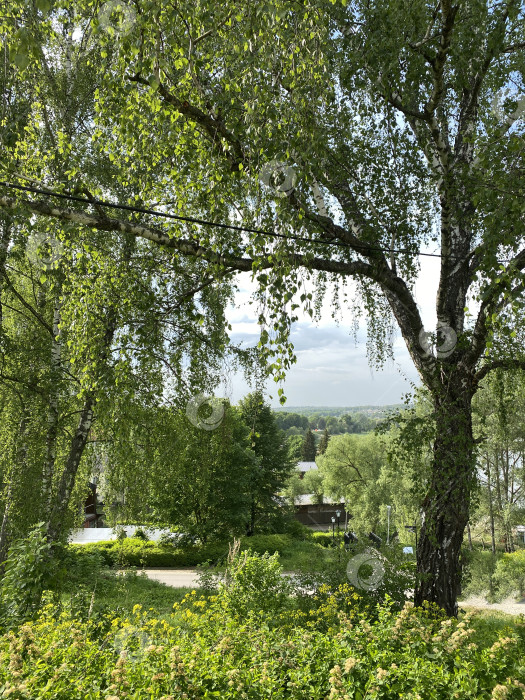 Скачать Живописный вид на пышный зеленый парк с большими деревьями, солнечным небом и далекими холмами на заднем плане фотосток Ozero