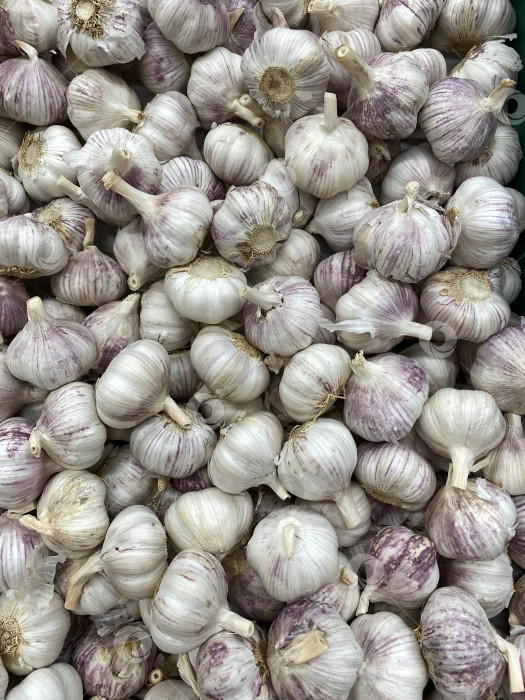 Скачать На заднем плане в изобилии разложены луковицы чеснока, демонстрирующие свежие продукты и здоровое питание фотосток Ozero