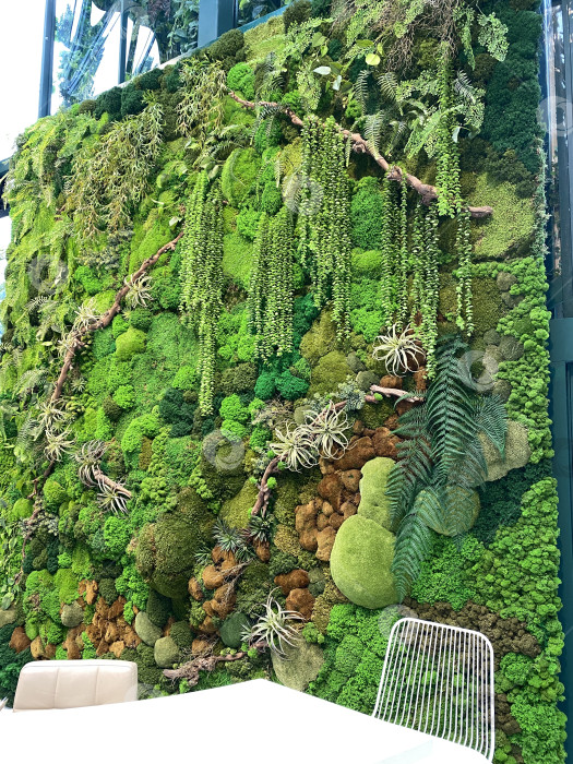 Скачать Вертикальная садовая экспозиция с разнообразными зелеными растениями и текстурированной листвой в качестве пышного фона фотосток Ozero