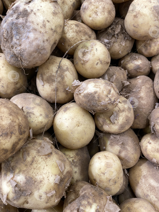 Скачать Горка свежего немытого картофеля с землистой текстурой идеально подходит для фонов, связанных с едой фотосток Ozero