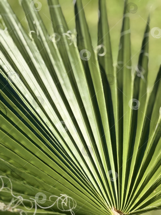 Скачать Крупный план зеленого пальмового листа с видимой текстурой и естественным абстрактным рисунком на заднем плане фотосток Ozero