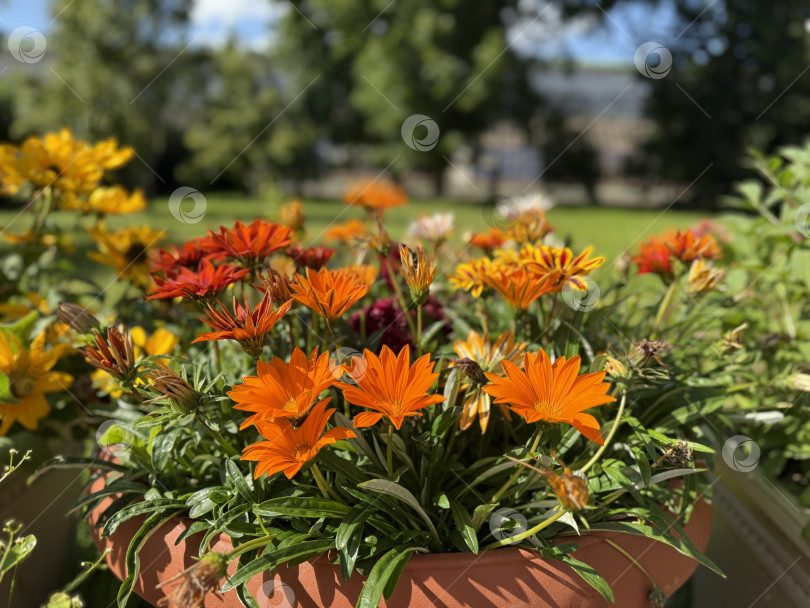 Скачать Яркие цветы в терракотовом горшке на фоне зеленых листьев в солнечный день фотосток Ozero