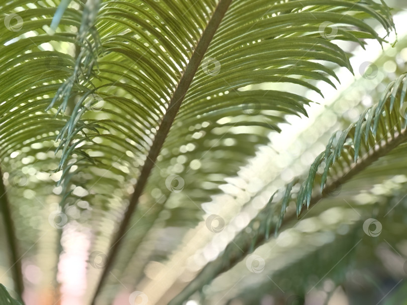 Скачать Крупным планом зеленые листья папоротника с мягким эффектом боке, подходящие в качестве фона природы фотосток Ozero