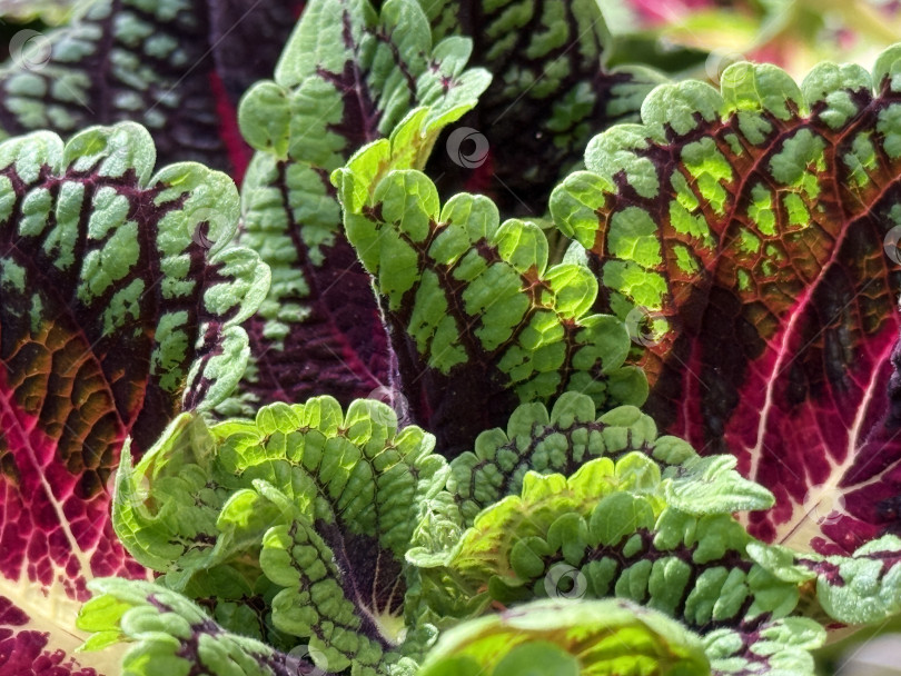 Скачать Яркие листья колеуса с ярким зеленым и бордовым рисунком идеально подходят для создания фона на природе фотосток Ozero