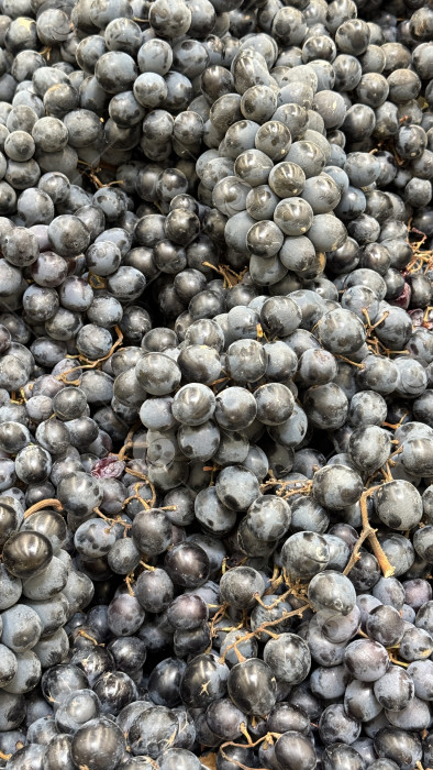 Скачать Гроздья свежего голубого винограда, собранные в кучу для сбора урожая или продажи на яркой рыночной витрине фотосток Ozero