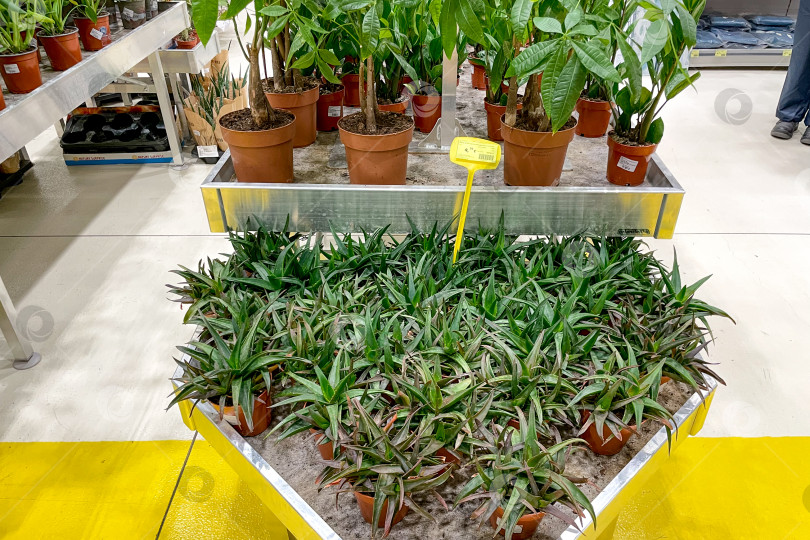 Скачать Бар, Черногория, 25 июля 2025 года, Комнатные растения в горшках на продажу в магазине garden store фотосток Ozero