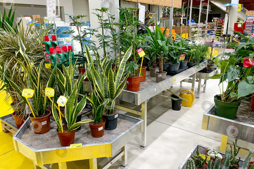 Скачать Бар, Черногория, 25 июля 2025 года, Комнатные растения в горшках на продажу в магазине garden store фотосток Ozero