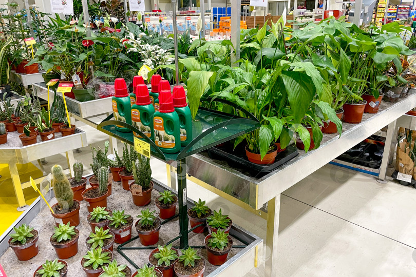 Скачать Бар, Черногория, 25 июля 2025 года, Комнатные растения в горшках на продажу в магазине garden store фотосток Ozero