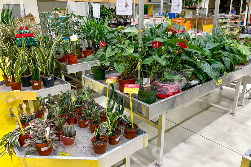 Скачать Бар, Черногория, 25 июля 2025 года, Комнатные растения в горшках на продажу в магазине garden store фотосток Ozero