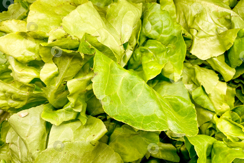 Скачать Листья салата в корзине в продуктовом магазине, фрукты и овощи на рынке фотосток Ozero