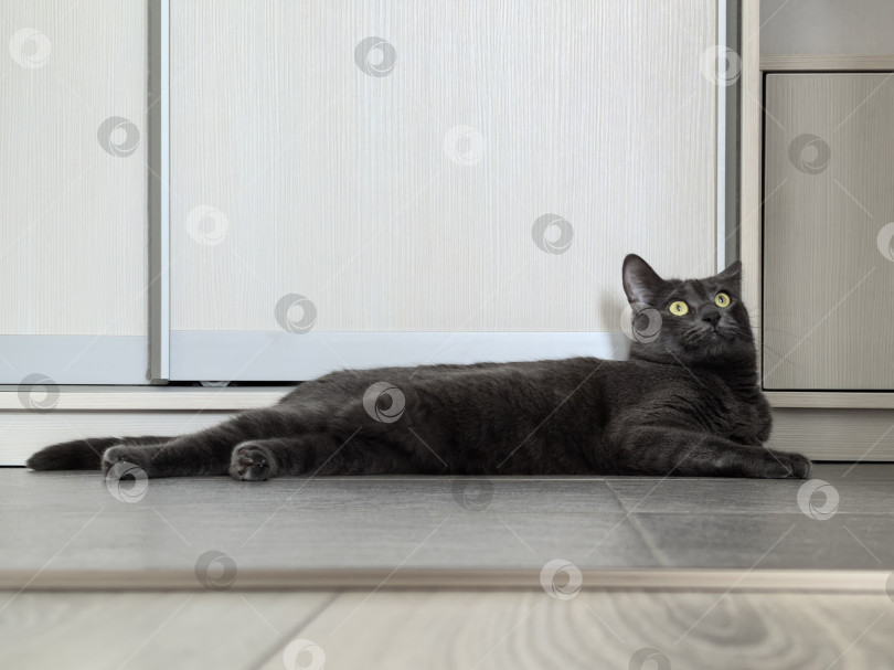 Скачать Серая кошка отдыхает на полу с любопытным выражением лица фотосток Ozero