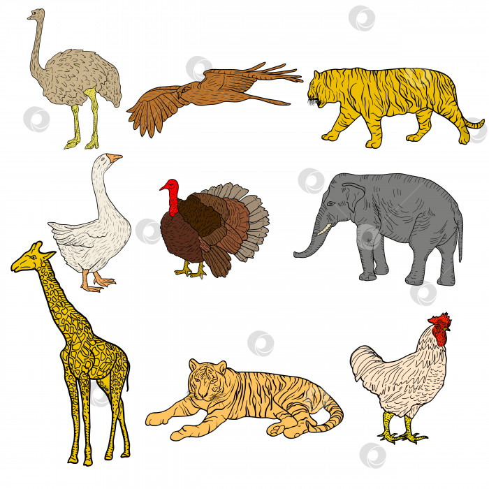 Скачать Нарисуйте слона, тигра, орла, петуха, жирафа, страуса, индейку, гуся. курица на белом фоне. Векторная иллюстрация фотосток Ozero