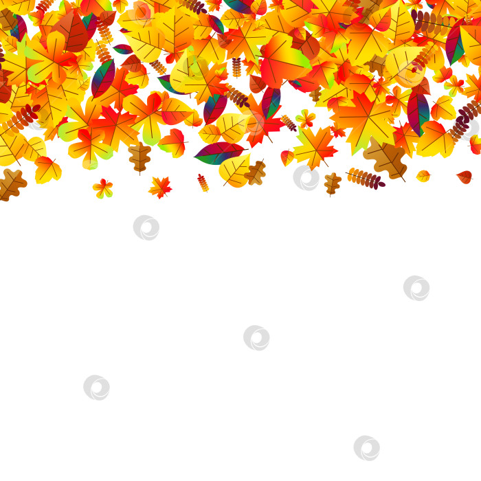Скачать На фоне разбросанных осенних листьев. Дуб, клен и рябина фотосток Ozero