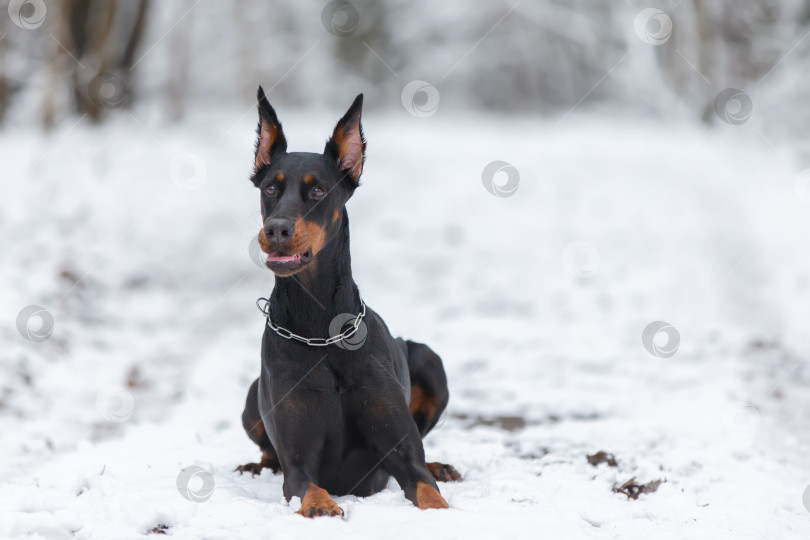 Скачать Зимой собака-доберман гуляет по снегу. фотосток Ozero