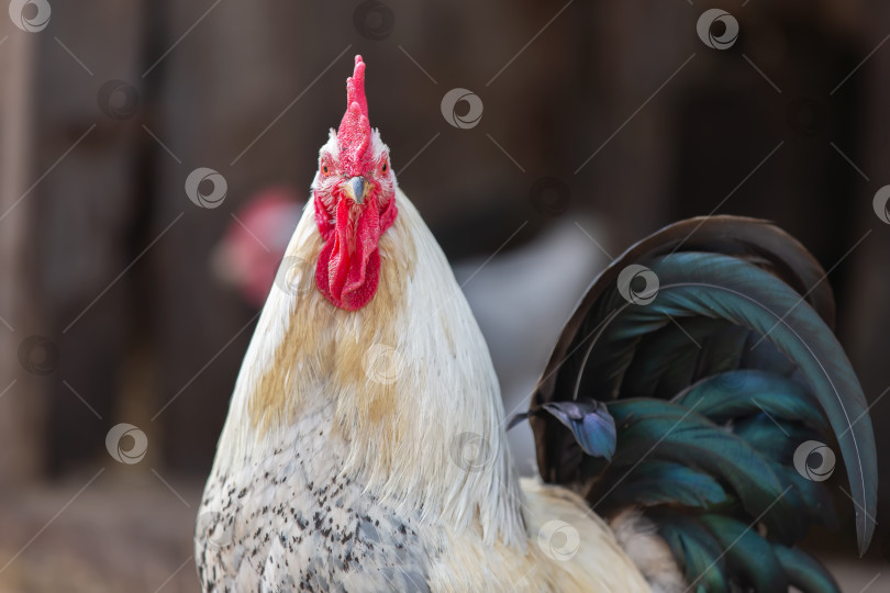 Скачать Птицы на ферме. Белый петух с черным хвостом крупным планом. фотосток Ozero