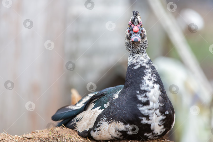 Скачать Черная мускусная утка с белым оперением сидит на соломе и смотрит в камеру. фотосток Ozero