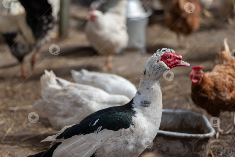 Скачать Разнообразная стая сельскохозяйственных животных взаимодействует на солнечном скотном дворе фотосток Ozero