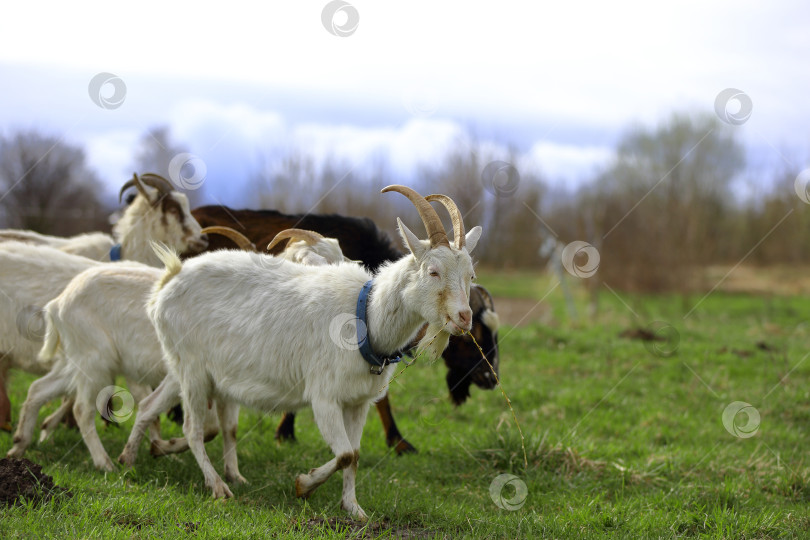 Скачать Белые и серые козы едят траву. Пасутся на лугу. фотосток Ozero