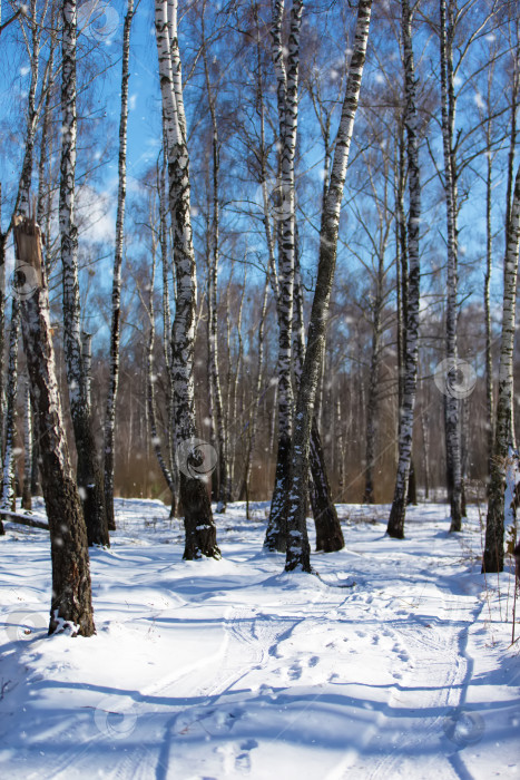 Скачать Зимний пейзаж с березами в заснеженном лесу под ясным голубым небом фотосток Ozero
