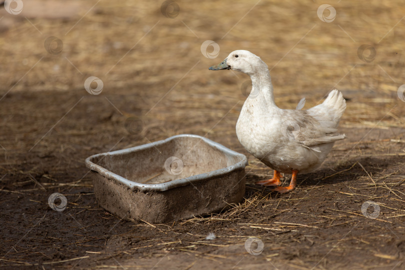 Скачать Птицы на ферме. Белая утка стоит рядом с корытом с водой. фотосток Ozero