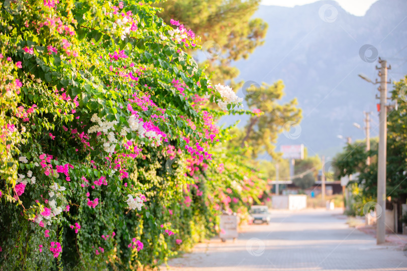 Скачать Цветущий куст бугенвиллеи на фоне размытой улицы. фотосток Ozero