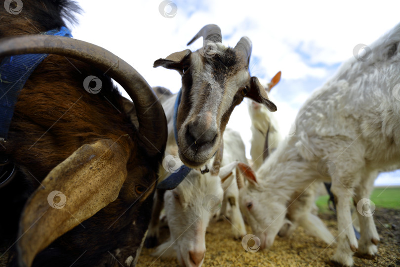 Скачать Козы едят рассыпанное по земле зерно. Крупный план морды с рогами. фотосток Ozero