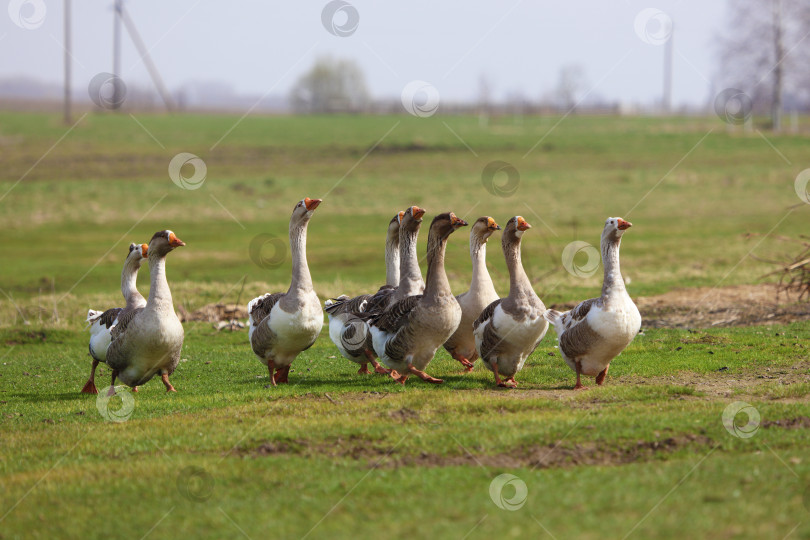 Скачать Стая гусей пасется на зеленом лугу. Гуси прогуливаются вместе друг за другом. фотосток Ozero