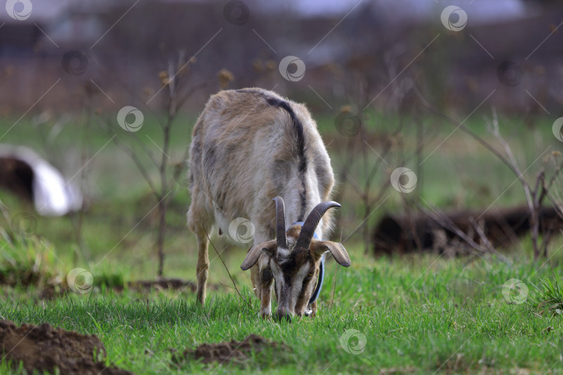 Скачать Серая коза пасется на зеленом лугу. фотосток Ozero
