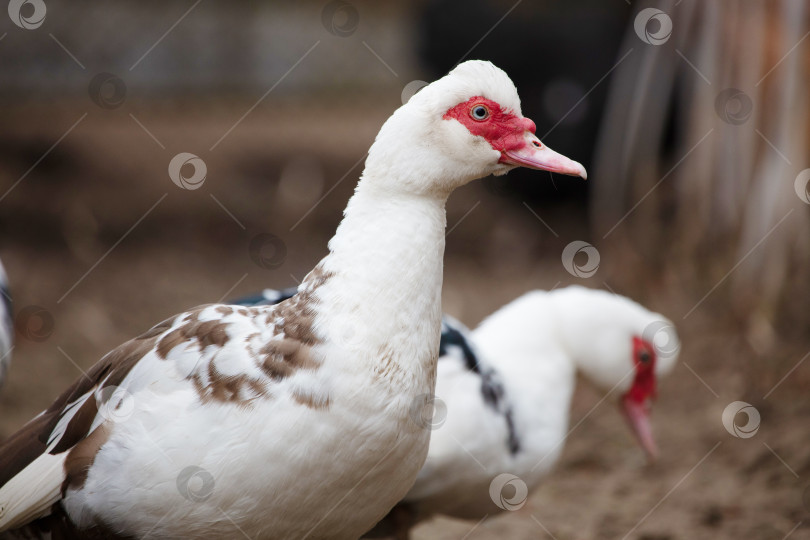 Скачать Две домашние московские утки крупным планом. фотосток Ozero