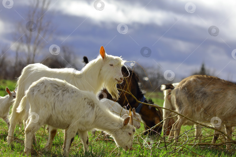 Скачать Стадо коз пасется на зеленом лугу разных цветов. Они пасутся на зеленом лугу. Они едят траву и бегают по полю. фотосток Ozero