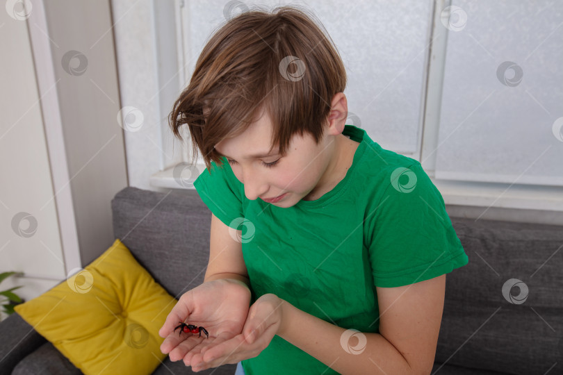 Скачать Маленький мальчик наблюдает за красным насекомым в помещении своего дома во второй половине дня фотосток Ozero