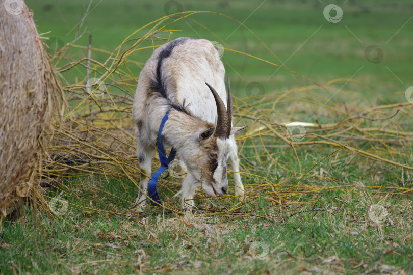 Скачать Серый козел с рогами пасется на зеленом лугу. фотосток Ozero