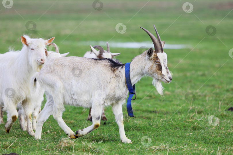 Скачать Стадо белых коз пасется на зеленом лугу. фотосток Ozero