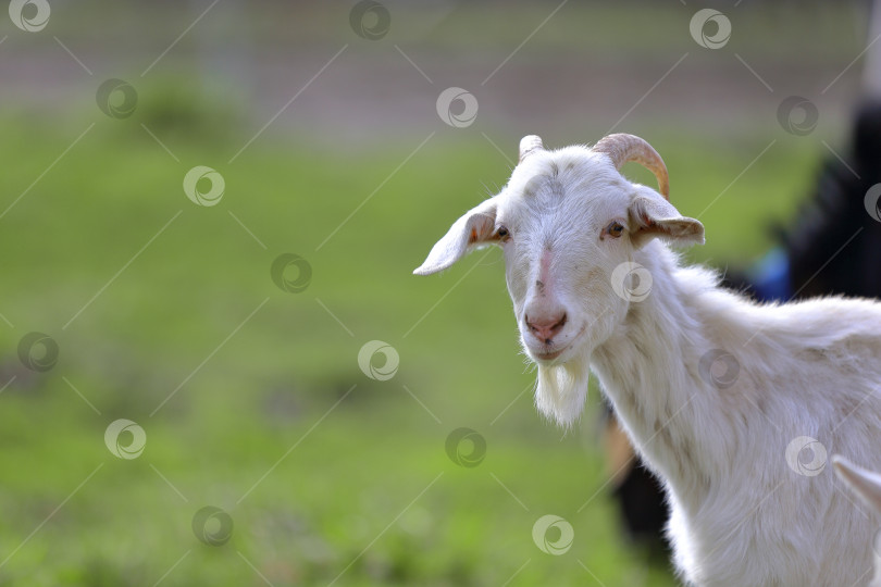 Скачать Крупный план черного козла с рогами на зеленом лугу. фотосток Ozero