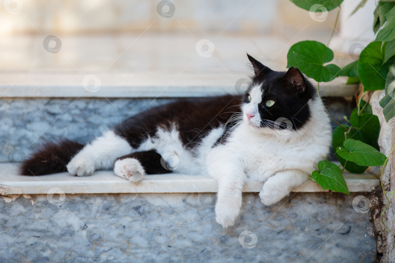 Скачать Черно-белая кошка, отдыхающая днем на мраморной ступеньке в окружении зелени в солнечном месте фотосток Ozero