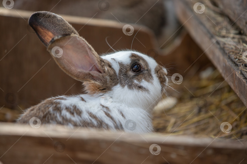 Скачать Белый кролик с черными ушами и носом в деревянной фермерской коробке фотосток Ozero