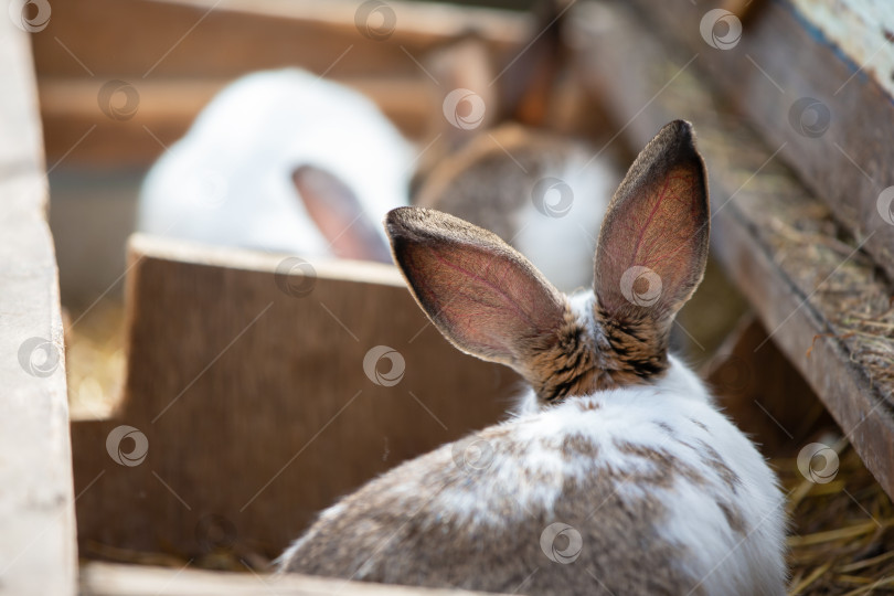 Скачать Очаровательные кролики отдыхают в уютном сарае в солнечный день фотосток Ozero