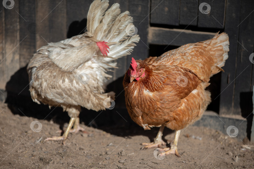 Скачать Две курицы стоят рядом на грязном поле. Одна коричневая, а другая белая фотосток Ozero