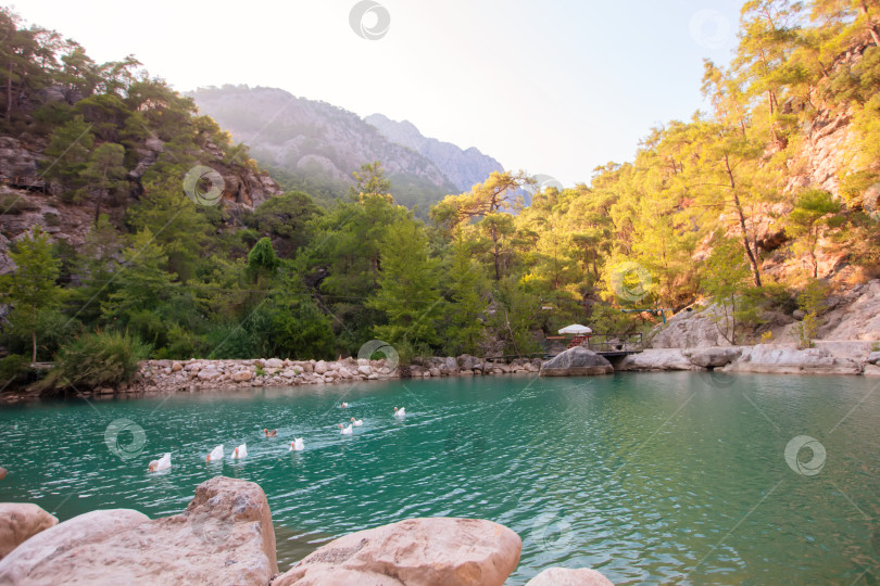 Скачать Спокойный вид на озеро с утками, плавающими среди потрясающей зелени и гор ближе к вечеру фотосток Ozero