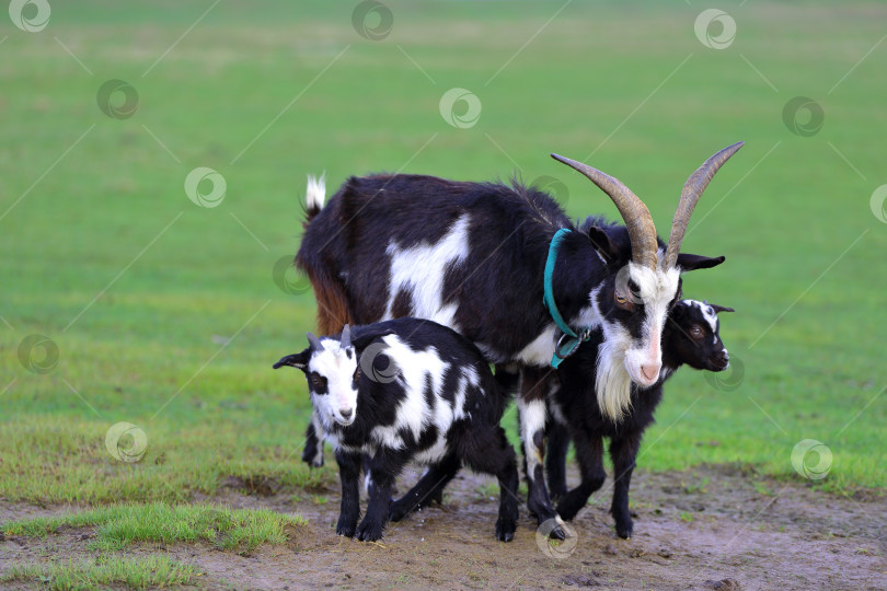 Скачать Черно-белая коза с козлятами пасется на зеленом лугу. фотосток Ozero