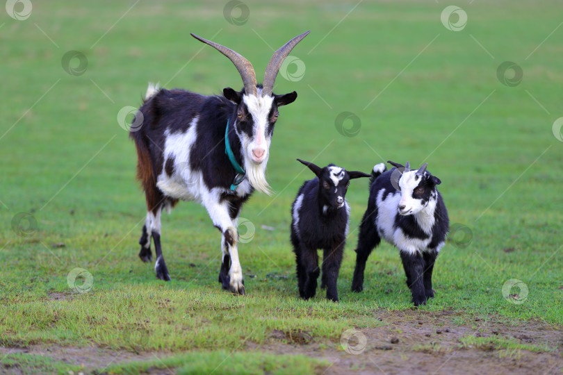Скачать Черные и белые козы пасутся на зеленом лугу на пастбище. фотосток Ozero