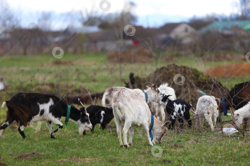 Скачать Черные и белые козы пасутся на зеленом лугу. фотосток Ozero