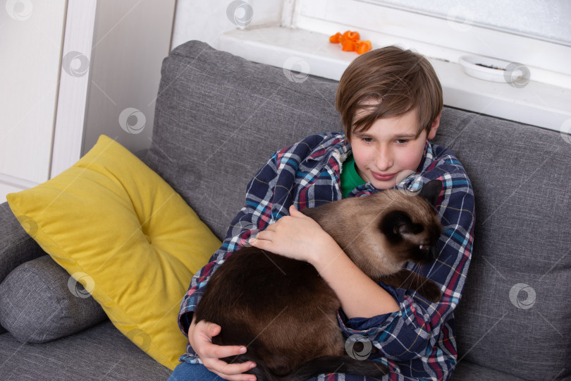 Скачать Мальчик днем обнимает свою сиамскую кошку на уютном диване фотосток Ozero